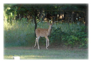 Our resident deer comes for a visit